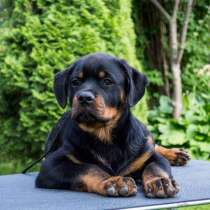 Ротвейлер Муром, в Муроме