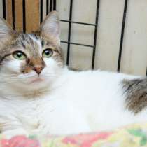 Нежная Лизонька в поисках любящего сердца, в Москве