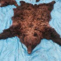 Куплю жир медведя, в Красноярске