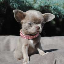 Чихуахуа Орел, в Орле