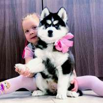 Продам щеночков хаски разных окрасов, в Уфе