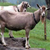 Племенные козы Тоггенбурской породы (Скот из Европы), в Красноярске