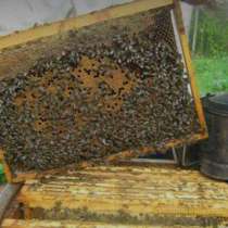 Пчелосемья, пчелопакеты, в Воронеже