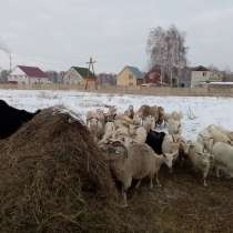 Продаю коз, дёшево, в Барнауле