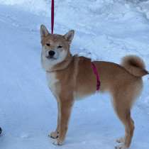 Продаются щенки породы Сиба-Ину, в Тюмени