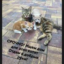 Котята в добрые руки, в Краснодаре