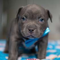 Американский Булли, в Челябинске