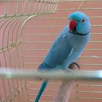 Синий ожереловый попугай(самец), в Москве