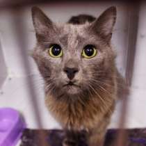 Благородный Зигфрид ищет дом, в Москве