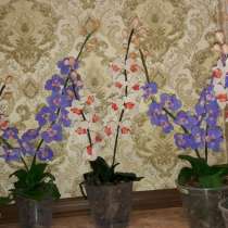 Орхидеи из холодного фарфора, в г.Харьков