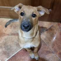 Ласковая 4 мес рыжулька Ася ищет дом! Будет некрупной, в Москве