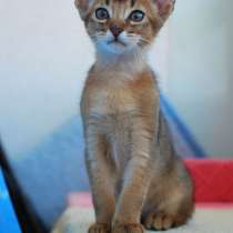 Абиссинские котята, мурчащие львята, в Санкт-Петербурге