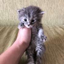 Котёнок в добрые руки, в Видном