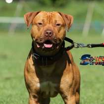 Pitbull rednose APBT питбуль, в г.Киев