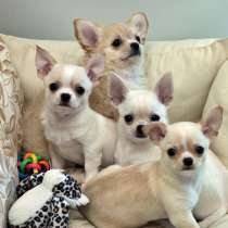 Чихуахуа Новокузнецке, в Новокузнецке