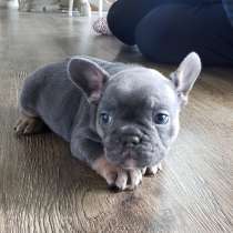 Французский бульдог Калуга, в Калуге