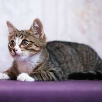 Котенок, в Калуге