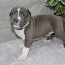 Высококачественные щенки Амстаффа, в г.Киев