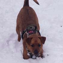 Небольшая собачка спасена из СВО ищет семью, в Москве