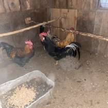 Продаются петухи, в Лугах