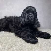 Щенок Американского Кокер - спаниеля, в Новосибирске