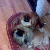 Пекинес, в Кургане