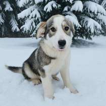 Щенок в добрые руки, девочка 4 мес. В дом или квартиру, в Москве