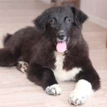 4 мес пушистые щенки Тимон и Пумба ищут дом!, в Москве