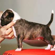 Щенки стандартного английского бультерьера, в Москве