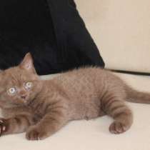 Шотландские котята, в Москве