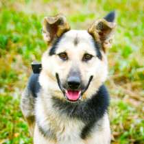 Метис овчарки, в Москве