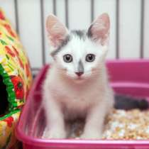 Красавец Ноэль ищет ласкового и заботливого друга, в Москве