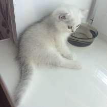 Британский котенок девочка Цедра серебристая шиншилла, в Москве