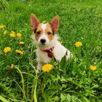 Чудесный щенок Кузя, метис джек-рассела, ищет дом!, в Москве