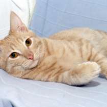 Рыже-персиковый котик Леденец ищет дом, в г.Москва