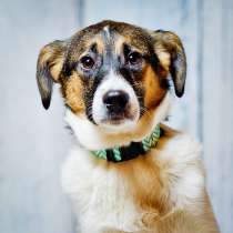 Трогательный щенок Санта ищет семью!, в Москве