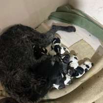 Продам щенков дратхара, в Екатеринбурге