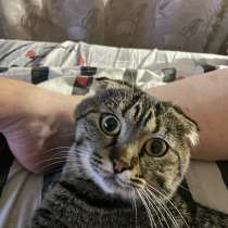 Ищу кота, в Кисловодске