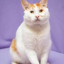 Рыжий бобтейл Григ в дар, в Москве