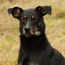 Отдам даром Приглашаем Вас познакомится с Рамиком, в Санкт-Петербурге