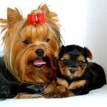 Йоркширский терьер Владимир, в Владимире