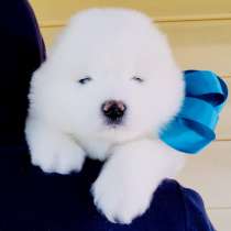 Белоснежные Ми-Ми мишки самоедики)!, в Курске