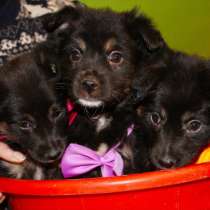 Щенки мелкаши, в Москве