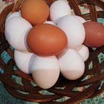 Продам домашние яйца. Цена за десяток 120руб, в Орле