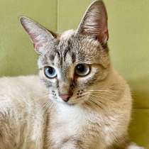Тайская кошечка Бриджит в дар, в Москве
