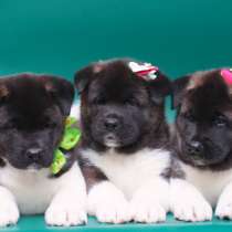 Продаются щенки Американской Акиты, в Санкт-Петербурге