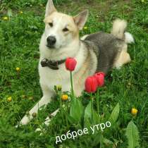 Красивый пес Байкал ищет дом, в г.Москва