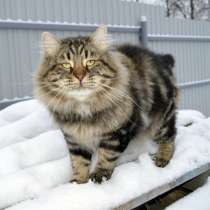 Сибирские котята золотых мраморных окрасов, в г.Южная Бостон