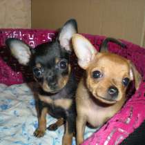 Той терьер Вологда, в Вологде