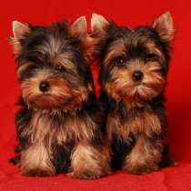 Йоркширский терьер Магадан, в Магадане